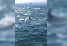 Graban a delfines en Valparaíso: Autoridades llaman a mantener distancia mínima de 50 metros