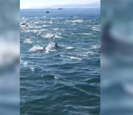Graban a delfines en Valparaíso: Autoridades llaman a mantener distancia mínima de 50 metros