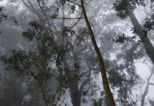 Informe Planeta Vivo 2022 de WWF: Latinoamérica y Caribe lideran pérdida de biodiversidad con 94%
