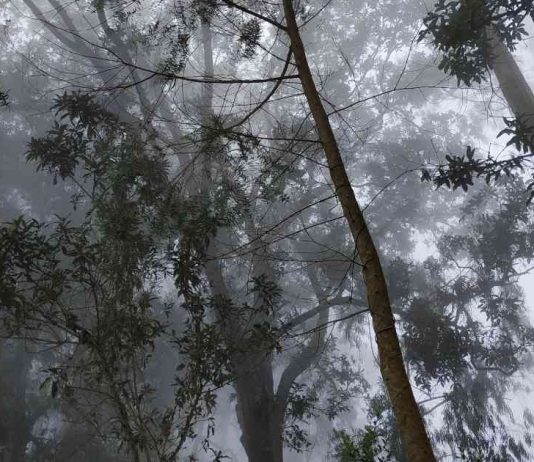Informe Planeta Vivo 2022 de WWF: Latinoamérica y Caribe lideran pérdida de biodiversidad con 94%