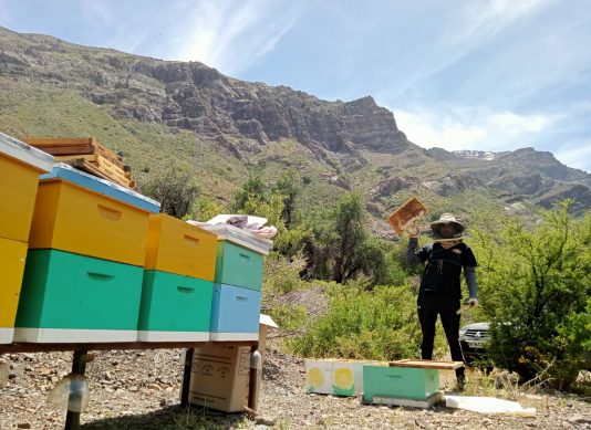 PROGRAMA APICULTURA COMUNITARIA COLBÚN CUADRIPLICA COSECHA DE MIEL EN SUS CENTRALES
